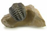 Curled Reedops Trilobite - Atchana, Morocco #275233-2